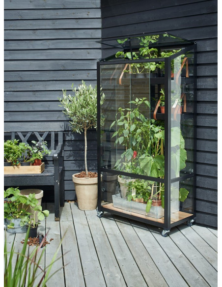 Serre de jardin City Greenhouse noire 0.32 m² en verre trempé 4 mm