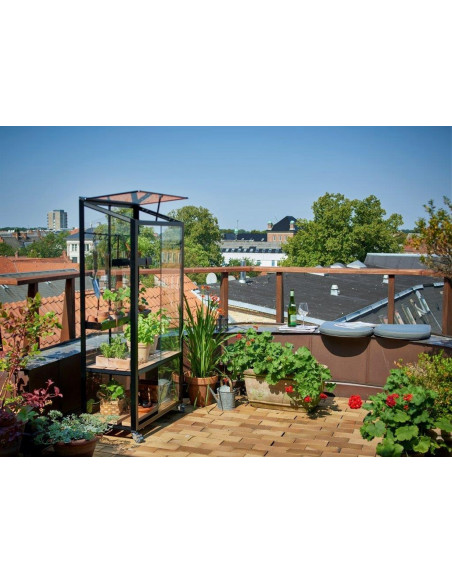 Serre de jardin City Greenhouse noire 0.32 m² en verre trempé 4 mm