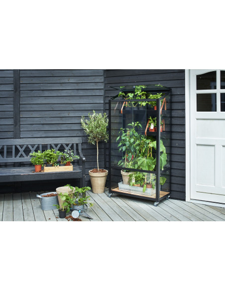 Serre de jardin City Greenhouse noire 0.32 m² en verre trempé 4 mm