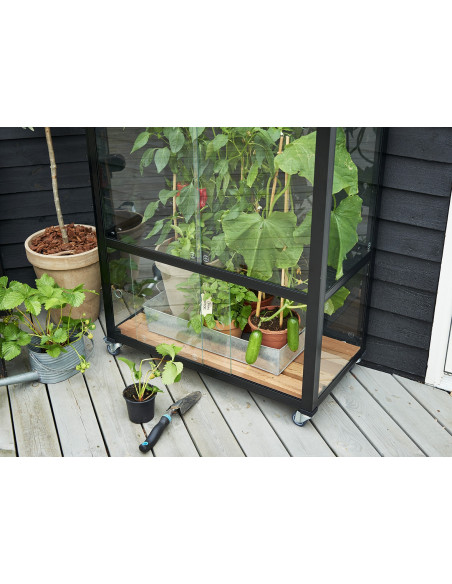 Serre de jardin City Greenhouse noire 0.32 m² en verre trempé 4 mm