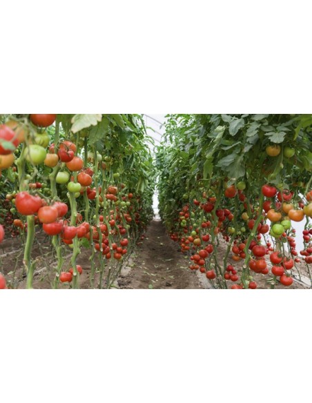 Serre à tomates "Tomato greenhouse" de 3 m² et bâche PE armé 140g/m²