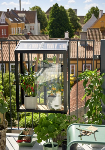 serre de balcon avec des piments rouge et des poivrons jaunes