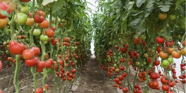 Serre de jardin : tomates et mildiou